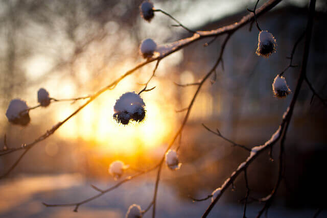 Canon-5D-Mark-II-flowers